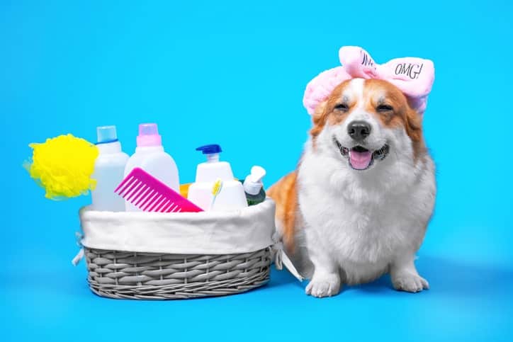 Dog day store spa